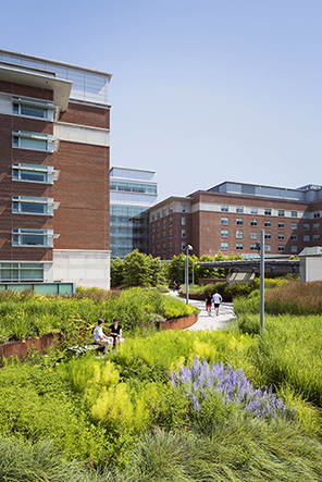 Reading Hospital Prioritizes Green Roof On Pennsylvania Campus